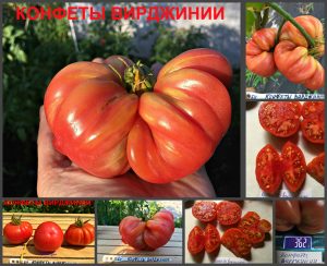 КОНФЕТЫ ВИРДЖИНИИ (VIRGINIA SWEETS) - ранний крупный розовый биколор, 10 семян