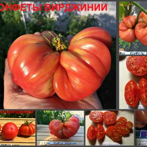 КОНФЕТЫ ВИРДЖИНИИ (VIRGINIA SWEETS) - ранний крупный розовый биколор, 10 семян