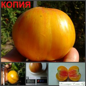 КОПИЯ (COPIA) - желто-красный яркий округлый биколор, 10 семян