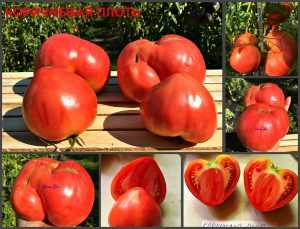 КОРИЧНЕВАЯ ПЛОТЬ (BROWN FLESH) - пурпурное сердце, 10 семян