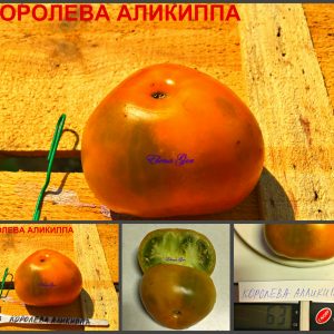 КОРОЛЕВА АЛИКИППА (QUEEN ALIQUIPPA) - ранний сладкий бронзовый приплюснутый сорт, 10 семян