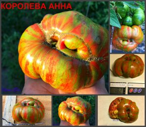 КОРОЛЕВА АННА (QUEEN ANNE) - ранний очень красивый бифштекс, 10 семян