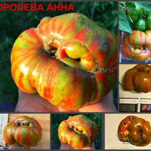 КОРОЛЕВА АННА (QUEEN ANNE) - ранний очень красивый бифштекс, 10 семян