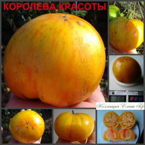 КОРОЛЕВА КРАСОТЫ (BEAUTY QUEEN) - желто-красный округлый сладкий биколор, 10 семян
