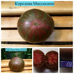 КОРОЛЕВА МИССИСИПИ (MISSISSIPPI QUEEN) - ранний темный пурпурный полосатый томат, 10 семян