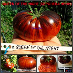 КОРОЛЕВА НОЧИ (QUEEN OF THE NIGHT) ранний сорт