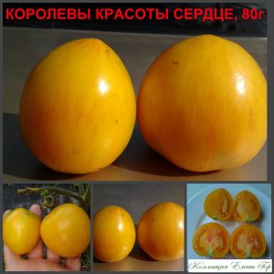 КОРОЛЕВЫ КРАСОТЫ СЕРДЦЕ (BEAUTY QUEEN HEART) - желтый сердечный сладкий биколор, 10 семян
