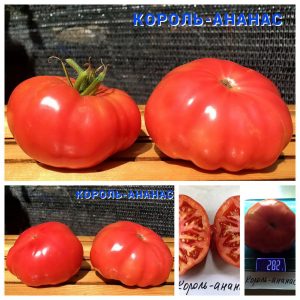 КОРОЛЬ АНАНАС РОЗОВЫЙ (KING PINEAPPLE PINK) - розовый приплюснутый бифштекс, 10 семян