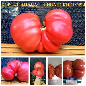 КОРОЛЬ АНАНАС Х ЛИВАНСКИЕ ГОРЫ (KING PINEAPPLE X LEBANESE MOUNTAINS) - ранний гигантский розовый бифштекс, 10 семян
