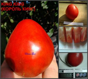 КОРОЛЬ КИНГ (KING KING) - раннее малиновое крупное сердце, 10 семян