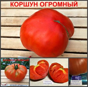 КОРШУН ОГРОМНЫЙ (KITE HUGE RED) - ранний красный приплюснутый бифштекс, 10 семян