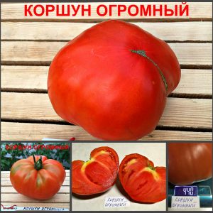 КОРШУН ОГРОМНЫЙ (KITE HUGE RED) - ранний красный приплюснутый бифштекс, 10 семян