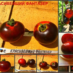 КРАСИВЕЙШИЙ ФАНТАЗЕР (BEAUTIFUL DREAMER) - ранний супер красивый сладкий округлый томат, антоциан, 10 семян