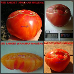 КРАСНАЯ МИШЕНЬ (RED TARGET) - гигантский сладкий биколор, 10 семян