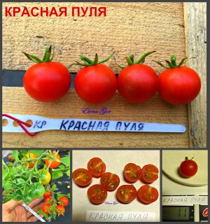 КРАСНАЯ ПУЛЯ (RED BULLET) - ранний красный черри, 10 семян