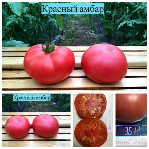 КРАСНЫЙ АМБАР (RED BARN) - ранний розовый сладкий бифштекс, 10 семян