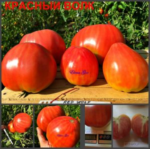 КРАСНЫЙ ВОЛК (RED WOLF) - урожайное малиновое крупное сердце, 10 семян
