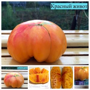КРАСНЫЙ ЖИВОТ (RED BELLY) - крупный яркий биколор, 10 семян