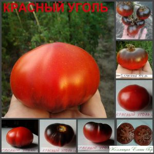 КРАСНЫЙ УГОЛЬ (RED CHARCOAL) - ранний красивый бифштекс, антоциан, 10 семян