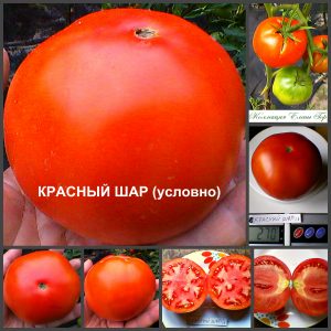 КРАСНЫЙ ШАР (RED BALL) - ранний крупный красный круглый томат, 10 семян