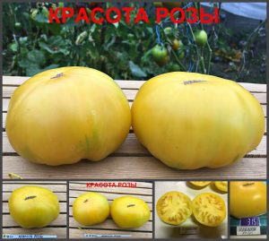 КРАСОТА РОЗЫ (BEAUTY OF A ROSE) - кремовый сладкий бифштекс, 10 семян