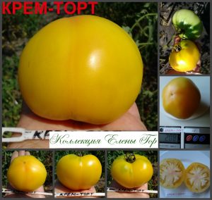 КРЕМ-ТОРТ (CREAM CAKE) - кремовый сладкий бифштекс, 10 семян