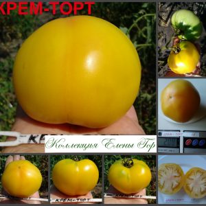 КРЕМ-ТОРТ (CREAM CAKE) - кремовый сладкий бифштекс, 10 семян