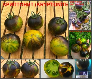 КРИПТОНИТ (KRYPTONITE) - очень красивый зеленый округлый сорт, антоциан, 10 семян