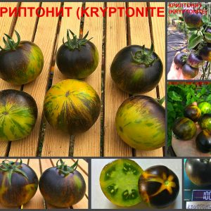КРИПТОНИТ (KRYPTONITE) - очень красивый зеленый округлый сорт, антоциан, 10 семян
