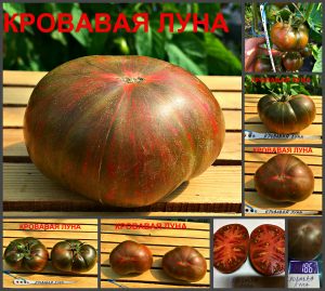 КРОВАВАЯ ЛУНА (BLOOD MOON) - пурпурный вкусный яркий бифштекс, 10 семян