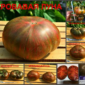 КРОВАВАЯ ЛУНА (BLOOD MOON) - пурпурный вкусный яркий бифштекс, 10 семян