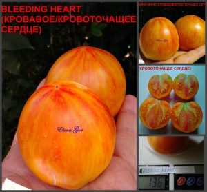 КРОВАВОЕ (КРОВОТОЧАЩЕЕ) СЕРДЦЕ (BLEEDING HEART) - оранжевый сердцевидный сладкий биколор, 10 семян