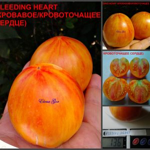 КРОВАВОЕ (КРОВОТОЧАЩЕЕ) СЕРДЦЕ (BLEEDING HEART) - оранжевый сердцевидный сладкий биколор, 10 семян