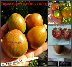 КРОВЬ ГАЛЧ (BLOOD GULCH) - зеленая полосатая сливка, 10 семян