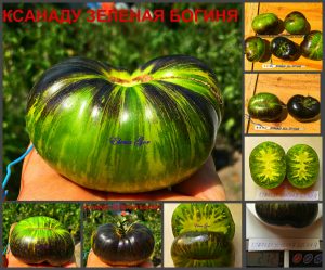 КСАНАДУ ЗЕЛЕНАЯ БОГИНЯ (XANADU GREEN GODDESS) - ранний сладкий зеленый сорт, антоциан, 10 семян Сладкий сорт томатов КСАНАДУ ЗЕЛЕНАЯ БОГИНЯ