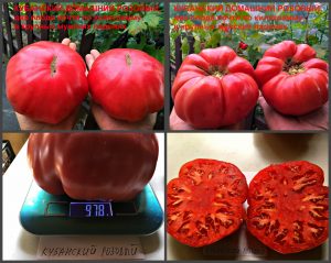 КУБАНСКИЙ ДОМАШНИЙ (KUBAN HOME PINK) - ранний розовый гигантский бифштекс, 10 семян