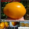 КУБИНСКИЙ ЖЕЛТЫЙ (CUBA YELLOW) - оранжевая крупная мясистая сливка, 10 семян