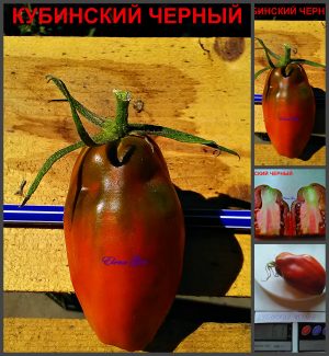 КУБИНСКИЙ ЧЕРНЫЙ (CUBA BLACK) - пурпурная мясистая сладкая сливка, 10 семян