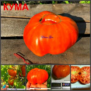 КУМА (KUMA) - ранний красный крупный бифштекс, 10 семян