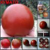 КУМАТО (KUMATO) - шоколадный сладкий урожайный томат, 10 семян