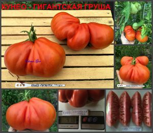 КУНЕО ГИГАНТСКАЯ ГРУША (CUNEO GIANT PEAR) - красный крупный мясистый трюфель, 10 семян