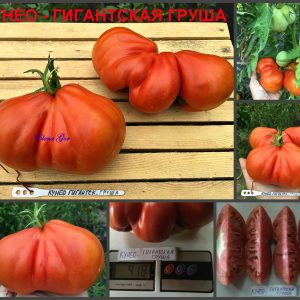 КУНЕО ГИГАНТСКАЯ ГРУША (CUNEO GIANT PEAR) - красный крупный мясистый трюфель, 10 семян