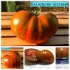 КЭЛ КРАСНО-ЗЕЛЕНЫЙ (KAL RED GREEN) - шоколадный полосатый сладкий бифштекс, 10 семян