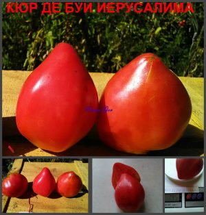 КЮР ДЕ БУФ ИЕРУСАЛИМА (CURE DE BUFF JERUSALEM) - малиновое утонченное сердце, 10 семян