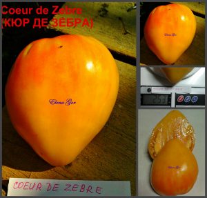 КЮР ДЕ ЗЕБРА (COEUR DE ZEBRA) - сладкое утонченное сердце биколор