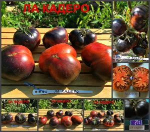 ЛА КАДЕРО (LA CADERO) - ранний вкусный красно-синий сорт, антоциан, 10 семян