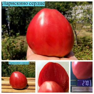 ЛАРИСКИНО СЕРДЦЕ (LARISKIN'S HEART) - раннее малиновое утонченное сердце, 10 семян