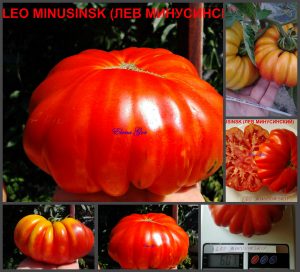 ЛЕВ МИНУСИНСКИЙ (LEO MINUSINSKIY) - яркий красный гофрированный гигант, 10 семян