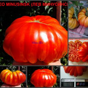 ЛЕВ МИНУСИНСКИЙ (LEO MINUSINSKIY) - яркий красный гофрированный гигант, 10 семян