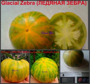 ЛЕДЯНАЯ ЗЕБРА (Glacial Zebra) - желто-зеленый томат, 10 семян ЛЕДЯНАЯ ЗЕБРА (Glacial Zebra) - желто-зеленый томат, 10 семян